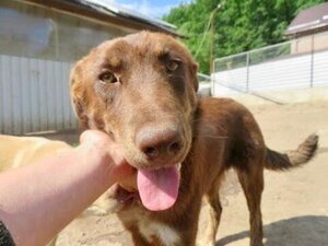 Adopter Plume