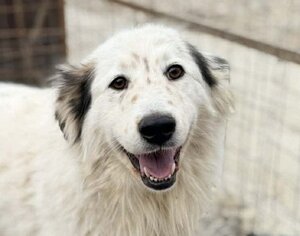 Adopter Plume