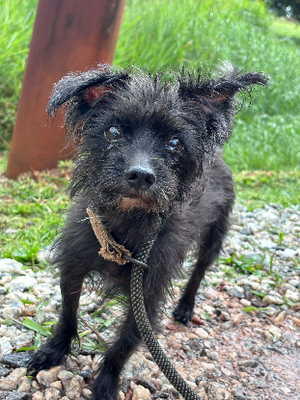 Adopter Plutot