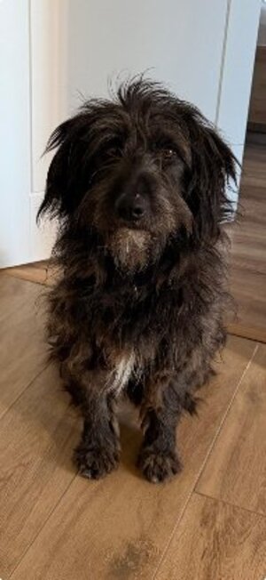 Adopter Poco