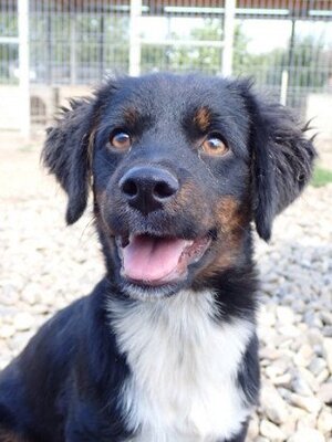 Adopter Pocus