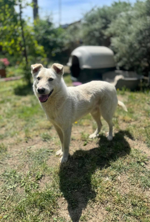 Adopter Polar