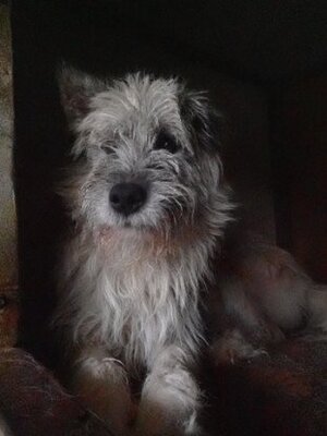 Adopter Pollux