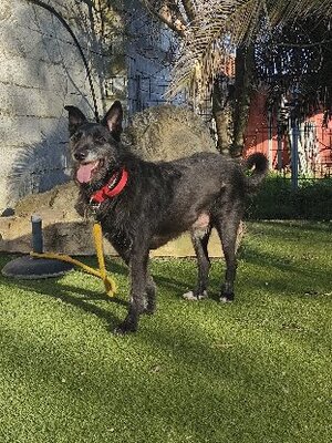 Adopter Poncho