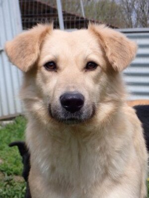 Adopter Popsy