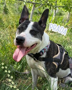 Adopter Prada