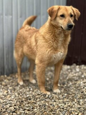 Adopter Praline