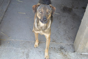 Adopter Preston