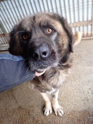 Adopter Preston