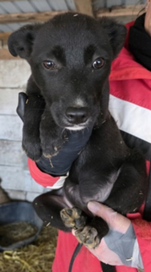 Adopter Pricha