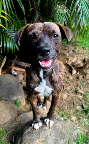 Adopter Prince