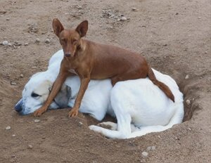 Adopter Promisse