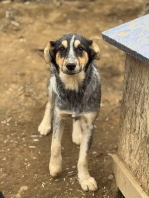 Adopter Prume