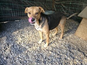 Adopter Prunelle