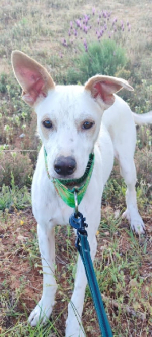 Adopter Puck