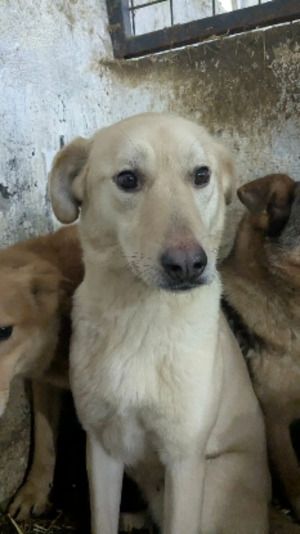 Adopter Pumba