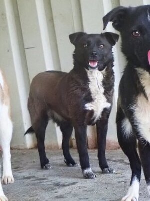 Adopter Qora