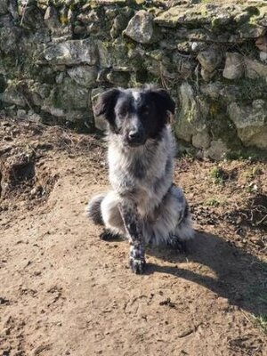Adopter Quebec
