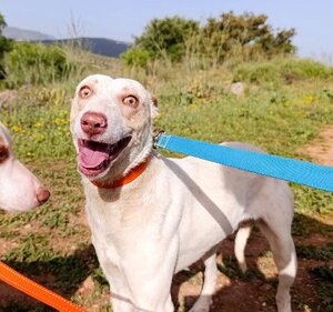 Adopter Raffaello podenco né le 01/02/2024  son histoire : il a été sauvé lors d