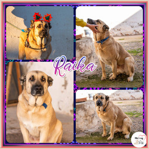 Adopter Raika