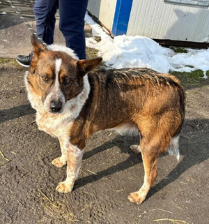 Adopter Rainbow