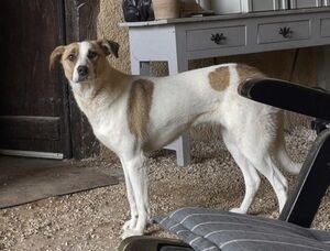 Adopter Raiponce