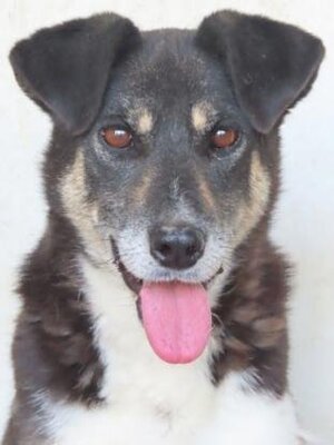 Adopter Rajah