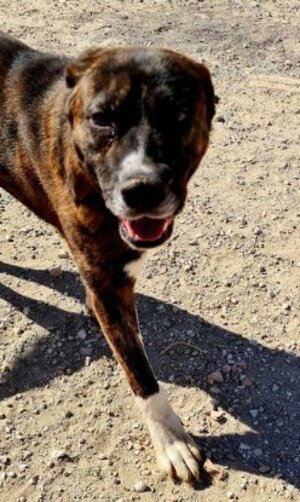 Adopter Ralf