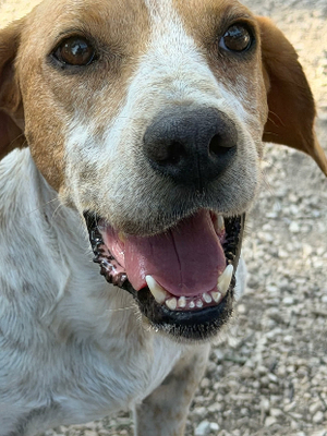 Adopter Rambo
