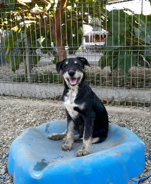 Adopter Rambo