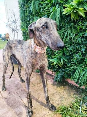 Adopter Ranmi