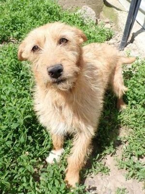 Adopter Ratcha