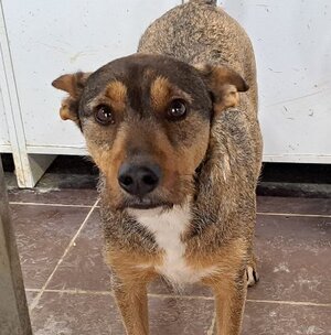 Adopter Raton