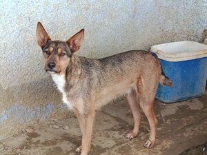 Adopter Raton