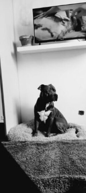 Adopter Raven