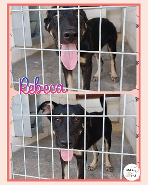 Adopter Rebeca