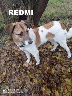 Adopter Redmi