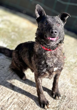 Adopter Réglisse