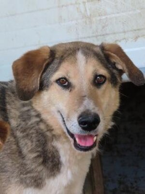 Adopter Reno