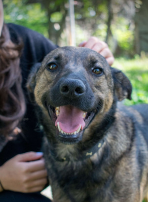 Adopter Rex
