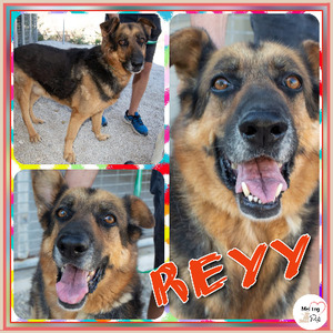 Adopter Rey