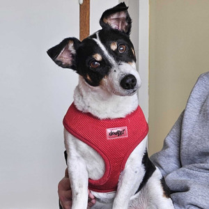 Adopter Ricky