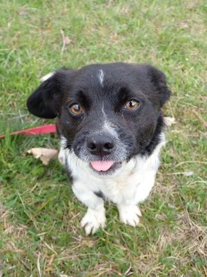 Adopter Rimini