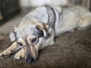 Adopter Rinah
