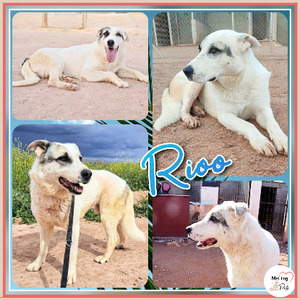 Adopter Rio