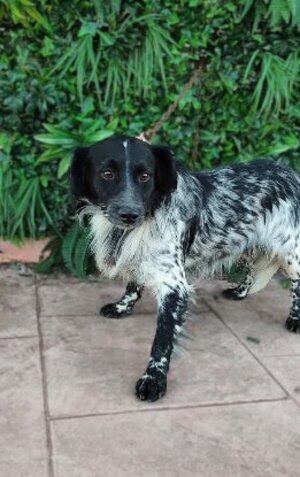 Adopter Riordan