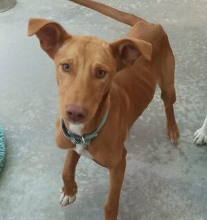 Adopter Robert