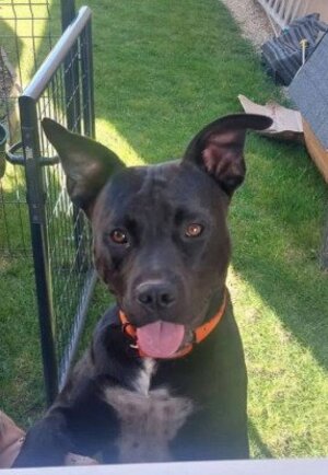 Adopter Rocco