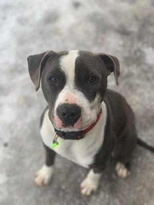 Adopter Rocky