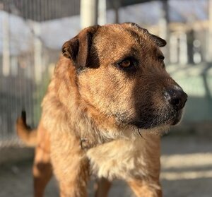 Adopter Rocky